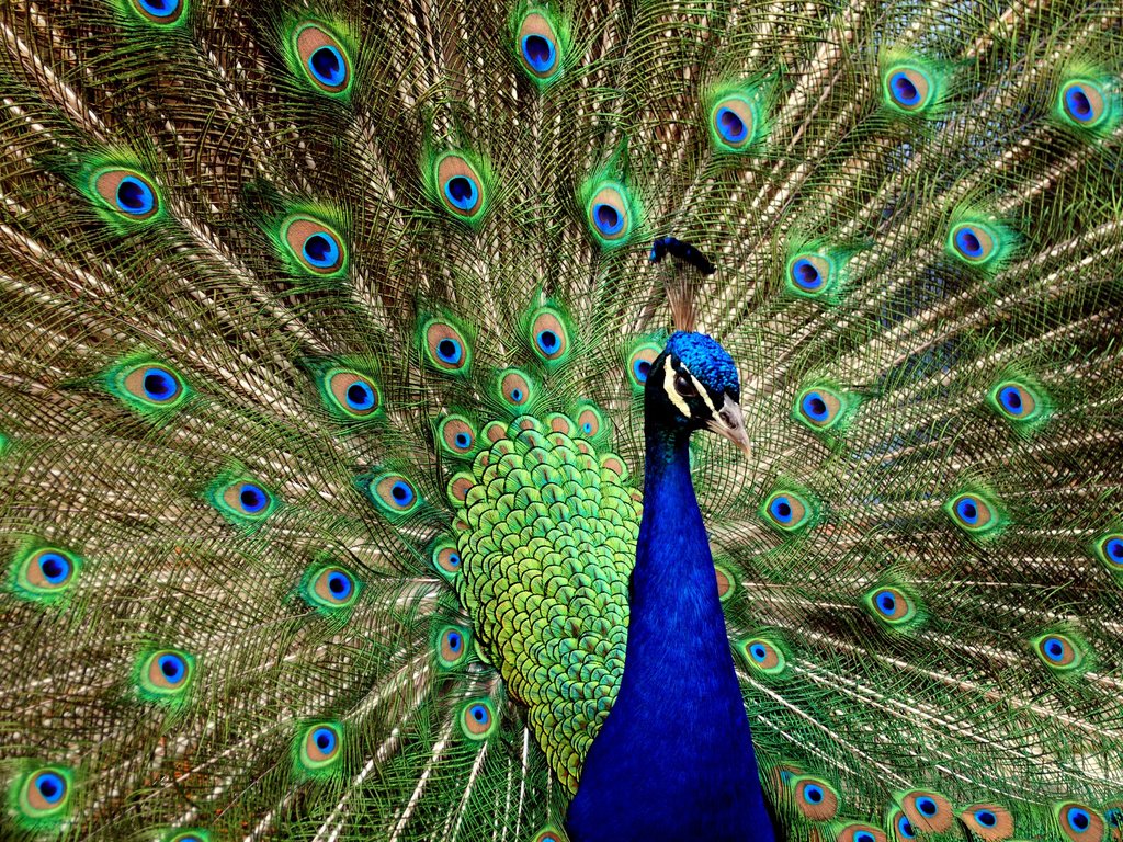 Обои птица, павлин, хвост, bird, peacock, tail разрешение 2560x1600 Загрузить