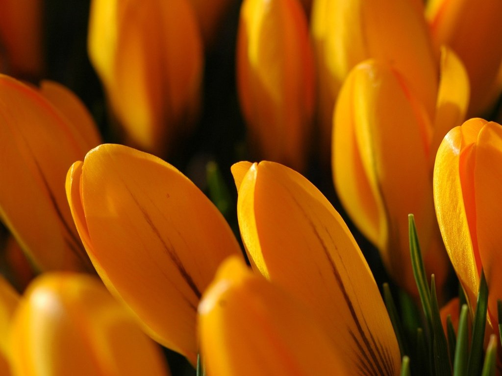 Обои цветы, желтые, крокусы, flowers, yellow, crocuses разрешение 1920x1200 Загрузить