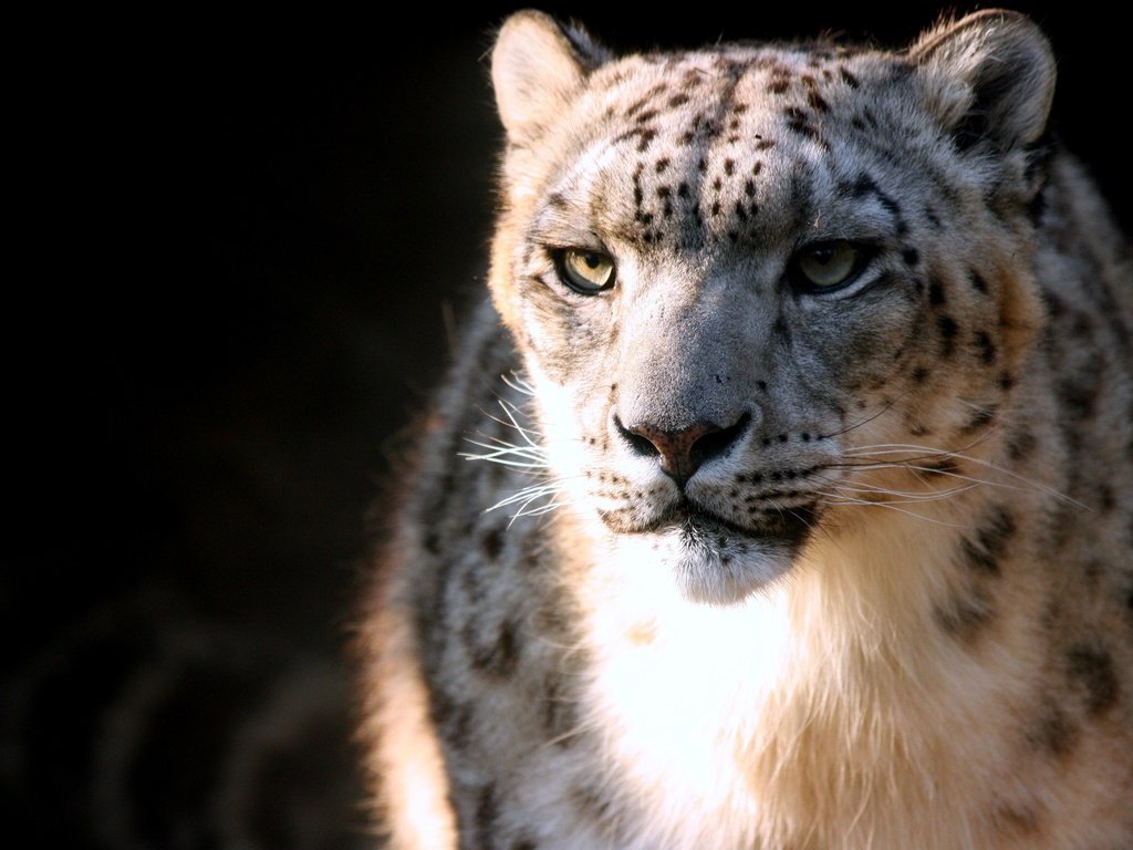 Обои пятна, хищник, снежный барс, ирбис, spot, predator, snow leopard, irbis разрешение 2560x1600 Загрузить