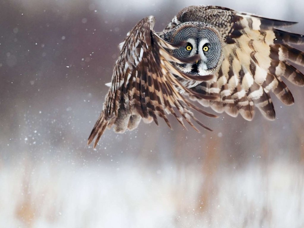 Обои сова, неясыть, снег, зима, полет, крылья, птица, клюв, перья, owl, snow, winter, flight, wings, bird, beak, feathers разрешение 1920x1200 Загрузить