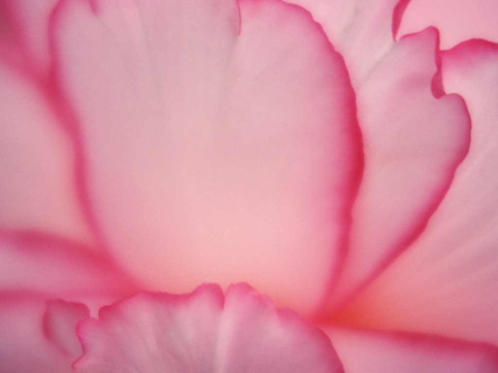 Обои цветок, лепестки, розовые, крупным планом, flower, petals, pink, closeup разрешение 3000x1981 Загрузить