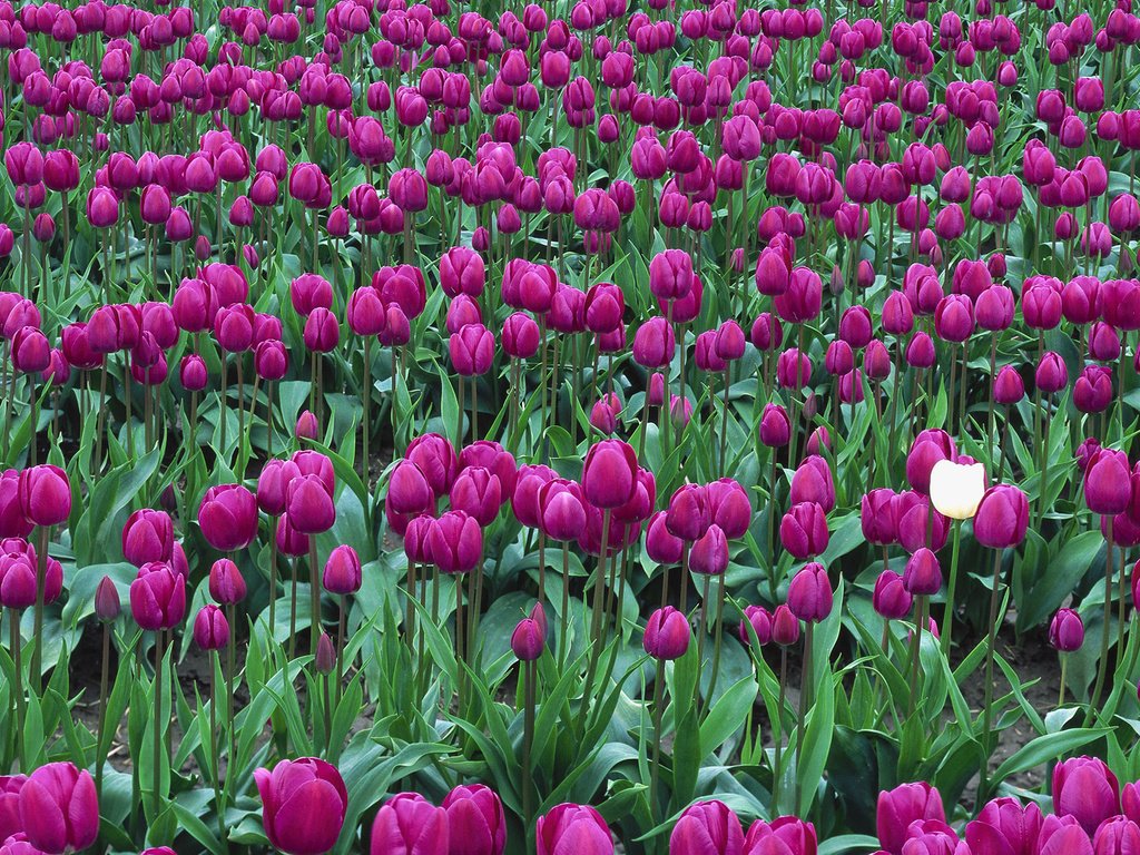 Обои цветы, тюльпаны, flowers, tulips разрешение 1920x1080 Загрузить