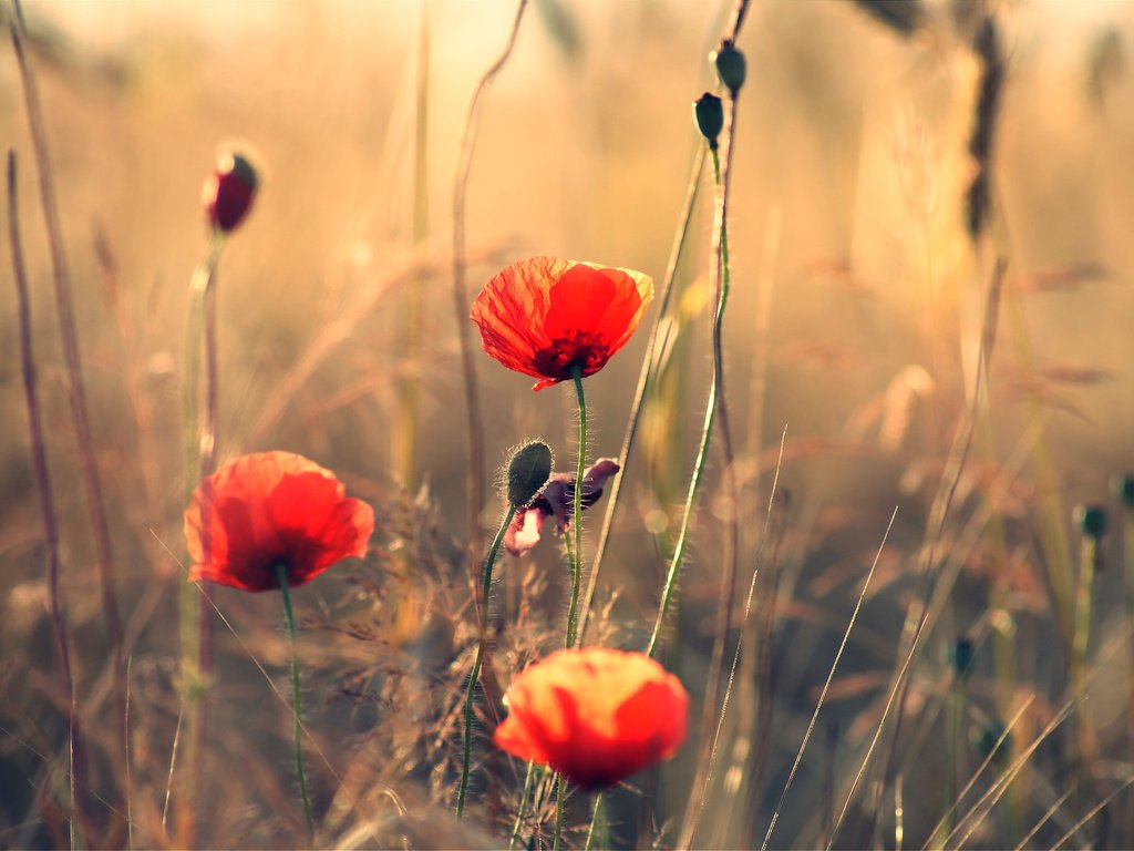 Обои поле, лепестки, луг, мак, стебель, красный мак, field, petals, meadow, mac, stem, red poppy разрешение 1920x1285 Загрузить