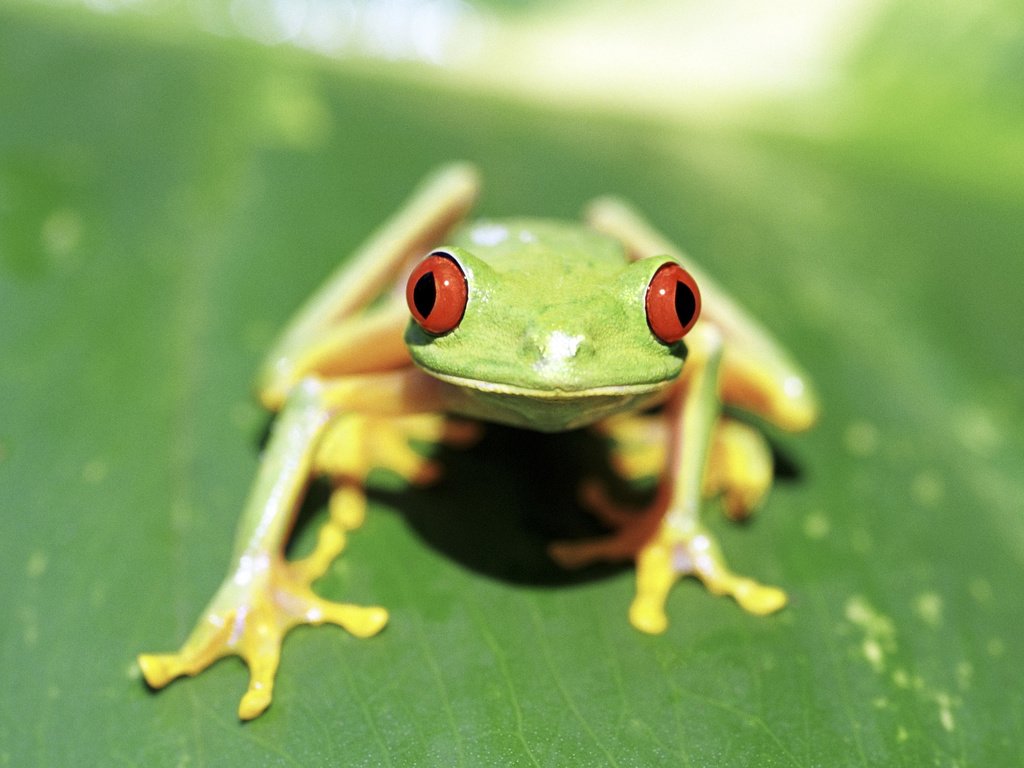 Обои лист, лягушка, красные глаза, лягушка на зеленом фоне, зелено-желтая, sheet, frog, red eyes, frog on a green background, green-yellow разрешение 2560x1600 Загрузить