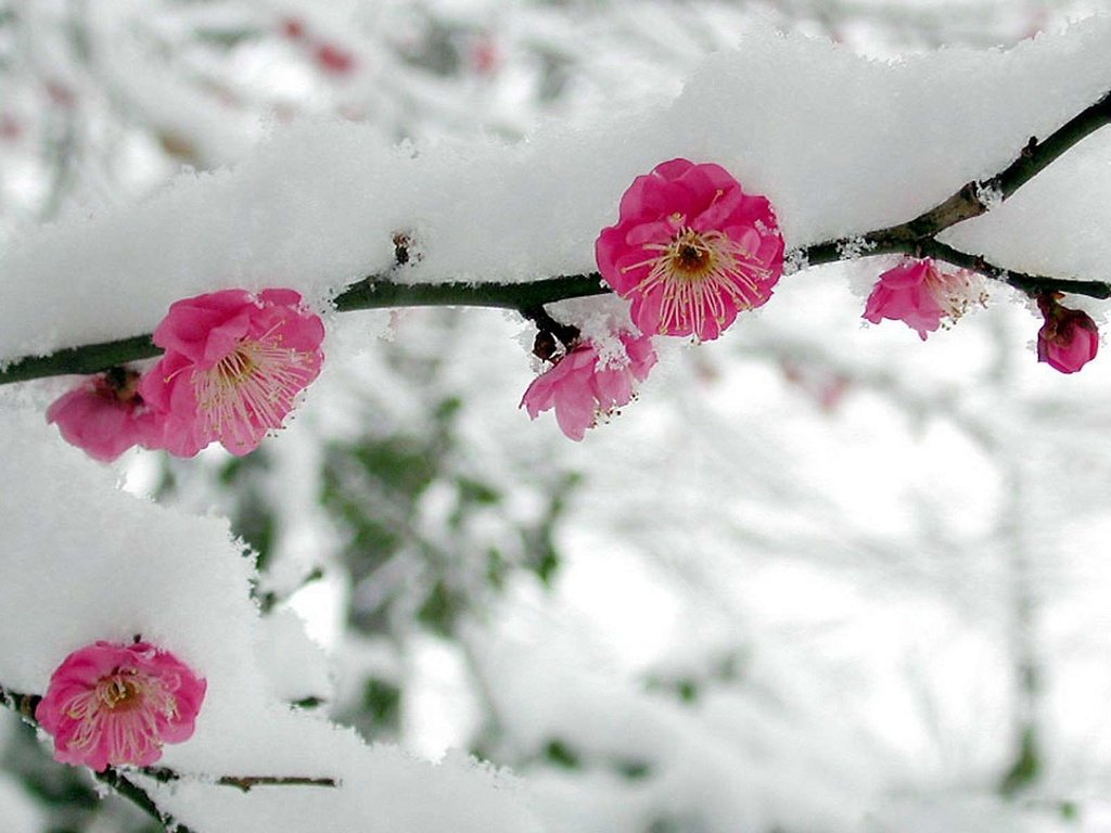 Обои цветы, ветка, снег, весна, сакура, flowers, branch, snow, spring, sakura разрешение 1920x1200 Загрузить