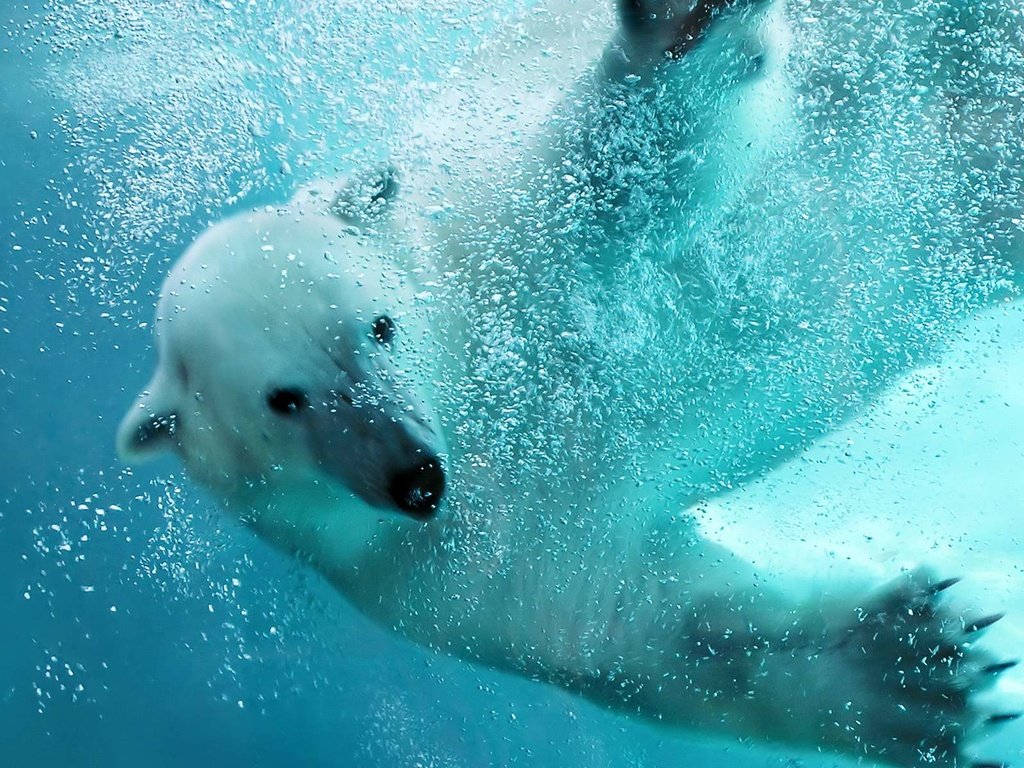 Обои вода, медведь, белый, океан, water, bear, white, the ocean разрешение 1920x1200 Загрузить