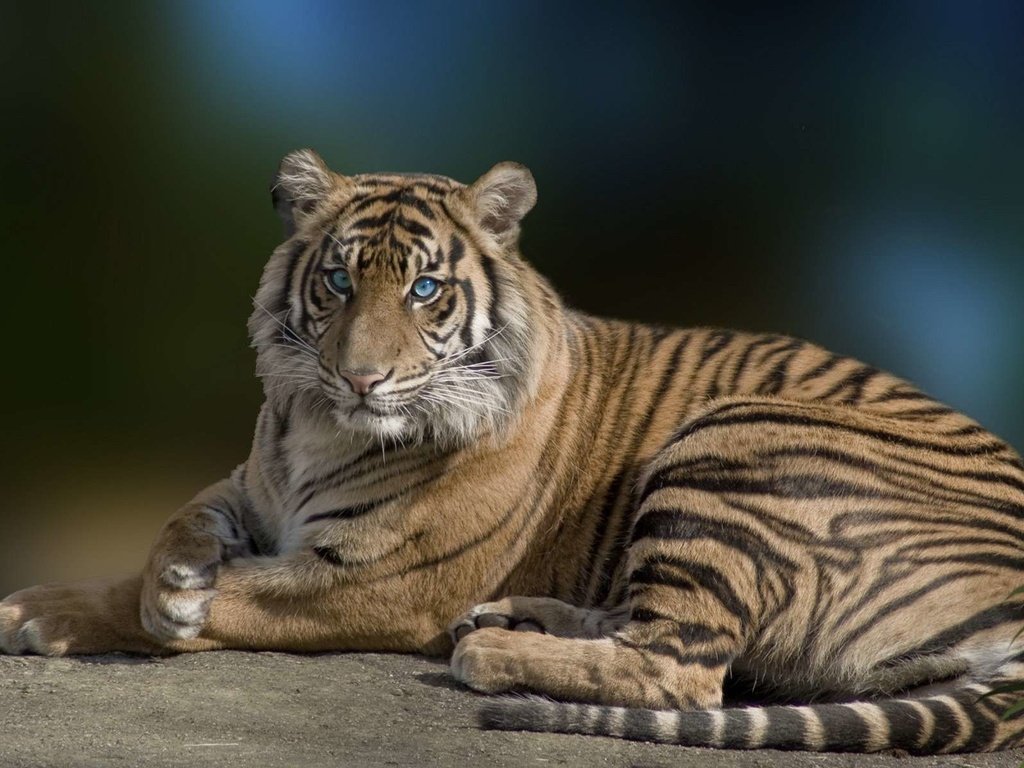 Обои тигр, лежит, хищник, большая кошка, красивый, голубые глаза, грация, tiger, lies, predator, big cat, beautiful, blue eyes, grace разрешение 1920x1200 Загрузить