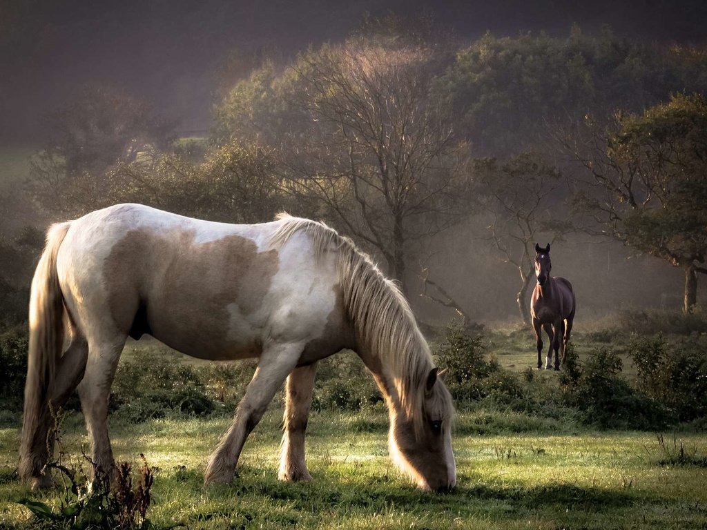 Обои трава, луг, лошади, кони, пастбище, белая лошадь, grass, meadow, horse, horses, pasture, white horse разрешение 1920x1200 Загрузить