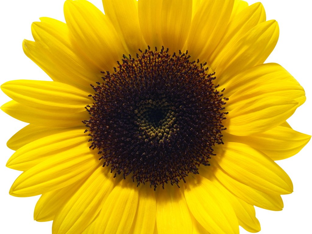 Обои цветок, лепестки, подсолнух, белый фон, flower, petals, sunflower, white background разрешение 2649x2648 Загрузить