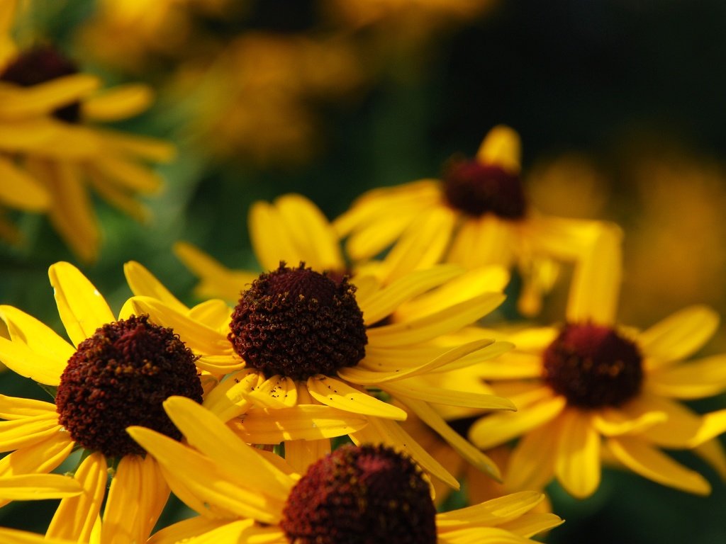 Обои цветы, макро, лепестки, желтые, рудбекия, flowers, macro, petals, yellow, rudbeckia разрешение 3872x2592 Загрузить