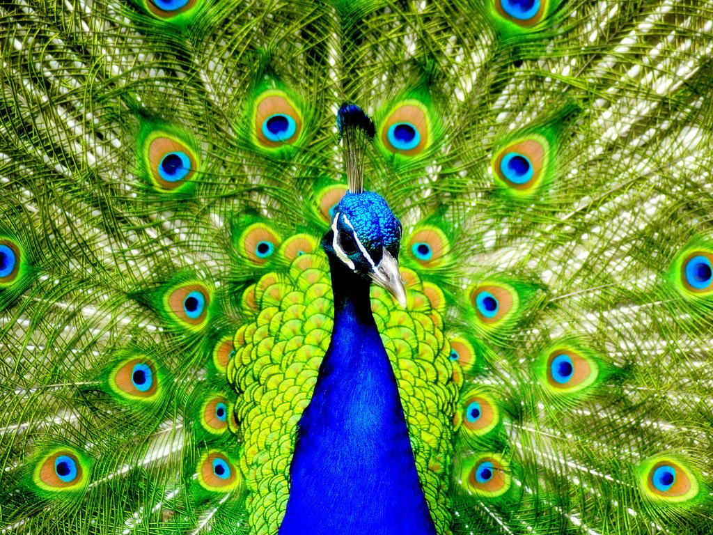 Обои птицы, павлин, перья, красивый, хвост, birds, peacock, feathers, beautiful, tail разрешение 1920x1280 Загрузить