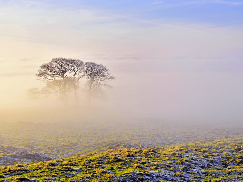 Обои небо, деревья, природа, утро, туман, the sky, trees, nature, morning, fog разрешение 2560x1600 Загрузить