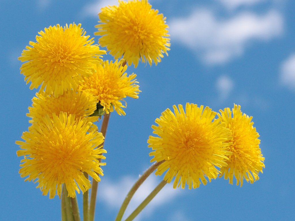 Обои небо, желтый, весна, одуванчик, голубое, nebo, zheltye, oduvanchiki, the sky, yellow, spring, dandelion, blue разрешение 2560x1920 Загрузить