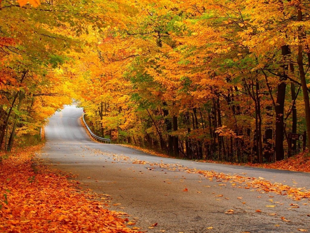 Обои дорога, лес, осень, желтая листва, road, forest, autumn, yellow foliage разрешение 2560x1600 Загрузить