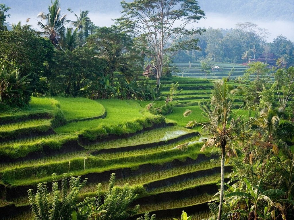 Обои остров, рисовые поля, индонезия, бали, island, rice fields, indonesia, bali разрешение 1920x1200 Загрузить