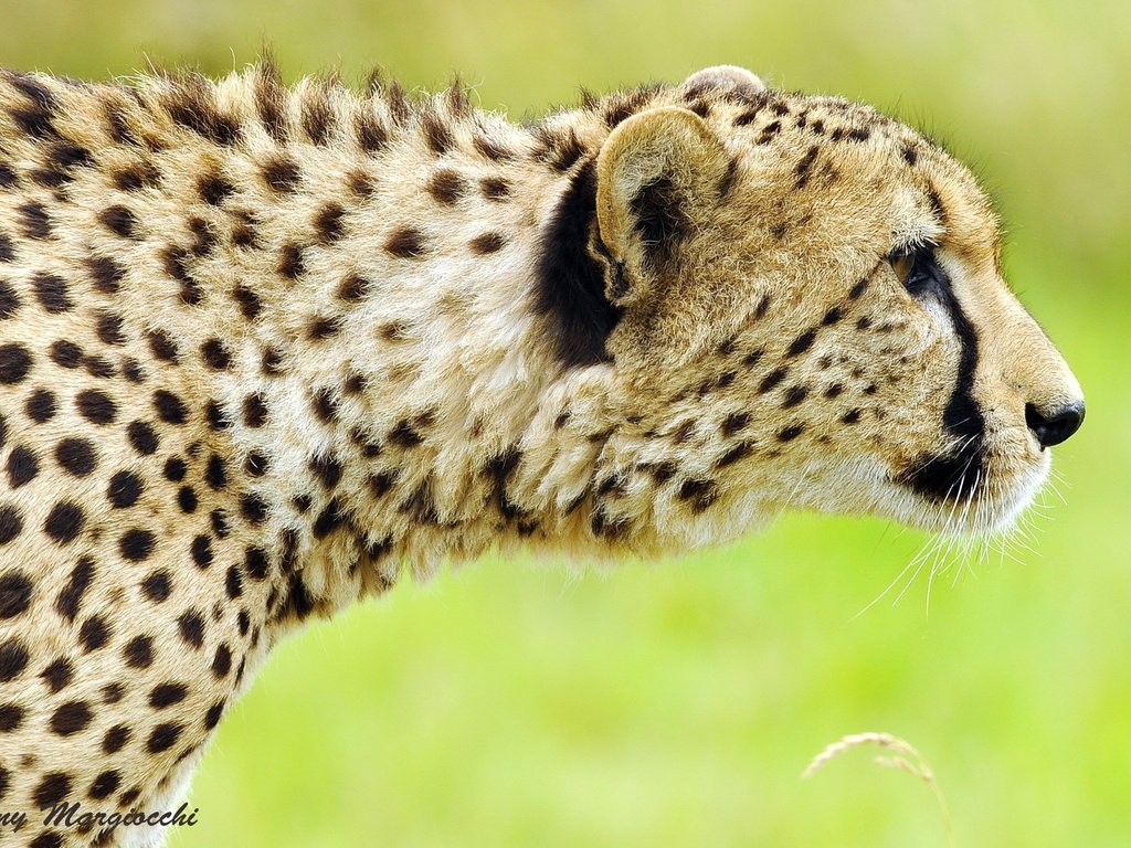 Обои морда, хищник, профиль, охота, гепард, крадётся, face, predator, profile, hunting, cheetah, sneaks разрешение 1920x1275 Загрузить