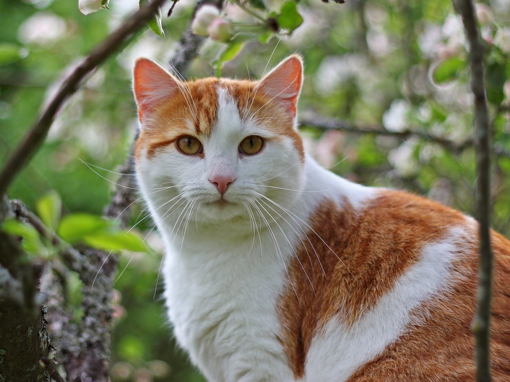 Обои дерево, кот, ветки, кошка, сидит, бело- рыжий, tree, cat, branches, sitting, white - red разрешение 2560x1600 Загрузить