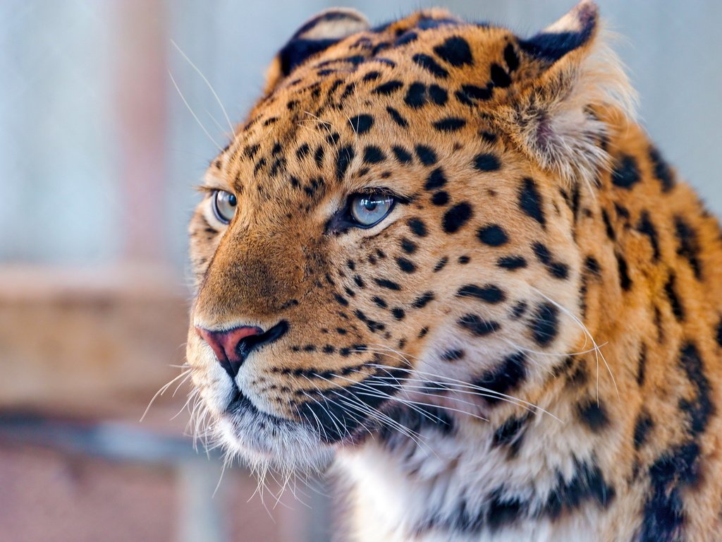 Обои морда, усы, взгляд, леопард, хищник, дальневосточный леопард, face, mustache, look, leopard, predator, the far eastern leopard разрешение 2560x1703 Загрузить