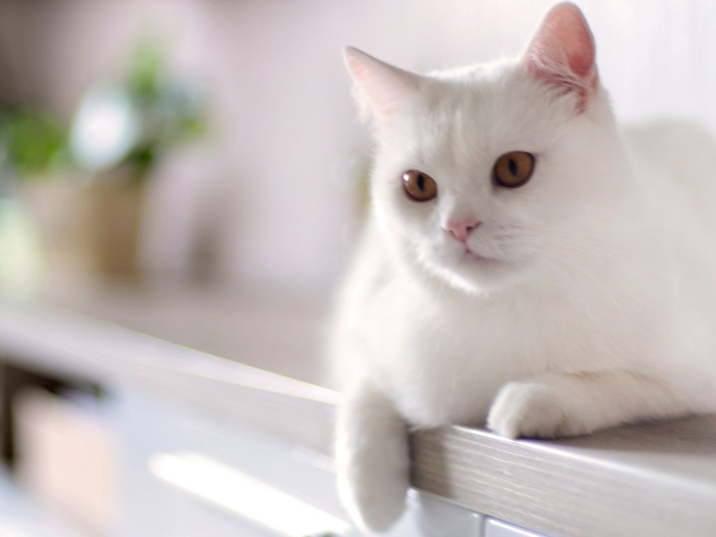 Обои кот, кошка, белый, домашнее, животное, cat, white, home, animal разрешение 4237x2465 Загрузить