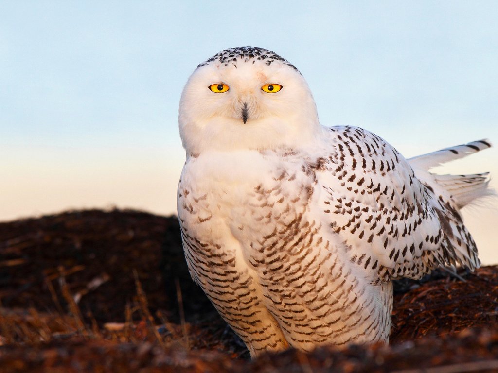 Обои глаза, сова, птица, белая, полярная, снежная, eyes, owl, bird, white, polar, snow разрешение 1920x1200 Загрузить