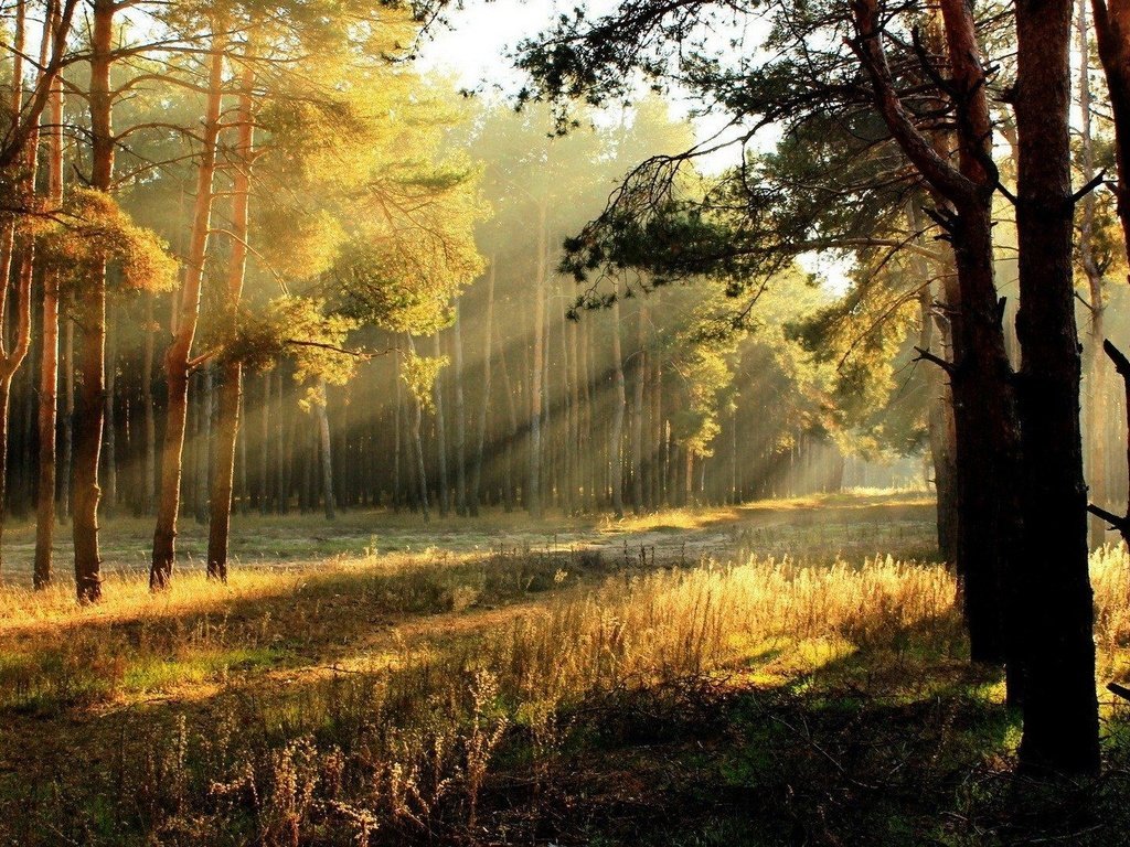 Обои деревья, солнце, лес, осень, солнечные лучи, trees, the sun, forest, autumn, the sun's rays разрешение 1920x1080 Загрузить
