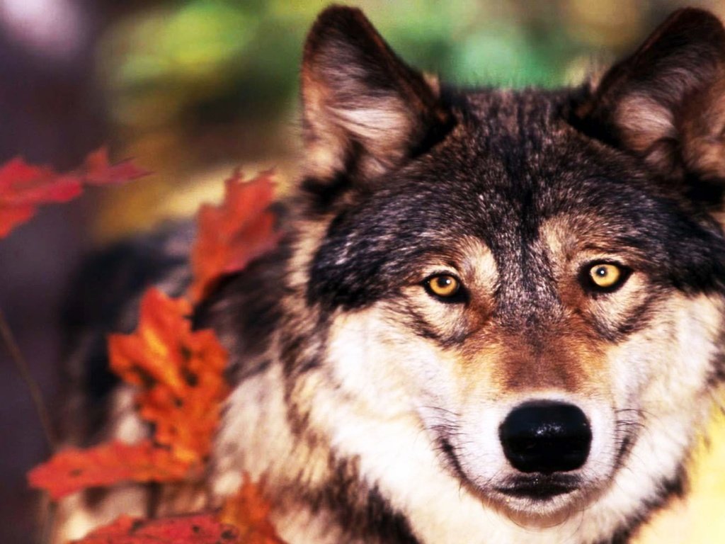 Обои листья, взгляд, осень, хищник, волк, leaves, look, autumn, predator, wolf разрешение 1920x1200 Загрузить