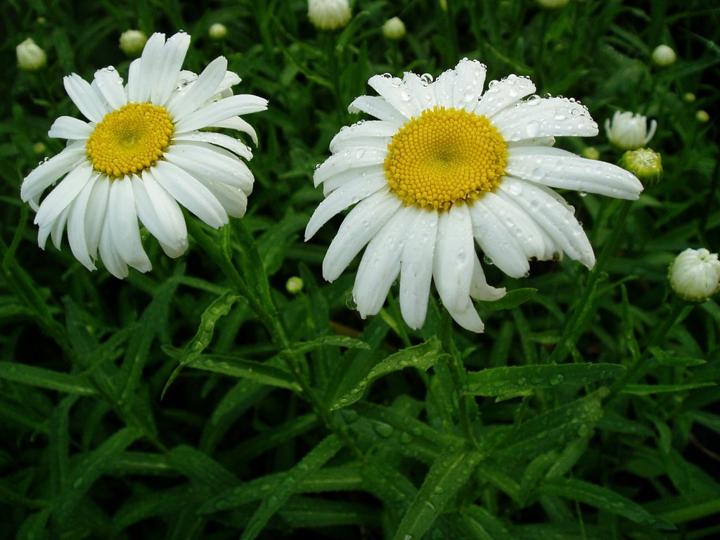 Обои цветы, листья, капли, ромашка, ромашки, белые, flowers, leaves, drops, daisy, chamomile, white разрешение 2048x1536 Загрузить