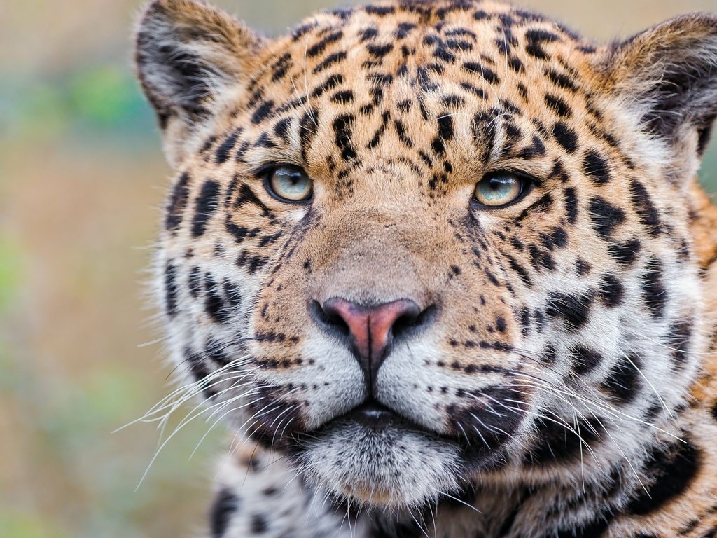 Обои морда, взгляд, леопард, хищник, ягуар, ягуа́р, face, look, leopard, predator, jaguar разрешение 2560x1600 Загрузить