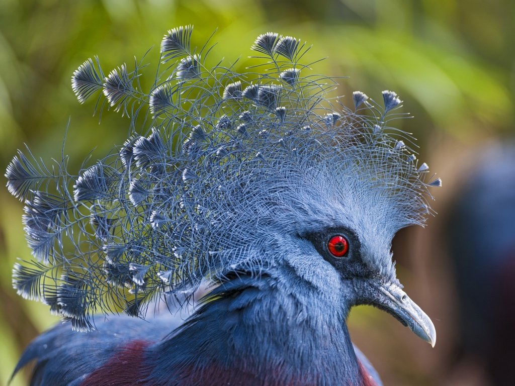 Обои птицы, птица, клюв, перья, голубь, victoria crowned pigeon, венценосный, веероносный, веероносный венценосный голубь, birds, bird, beak, feathers, dove, crowned, aeronomy разрешение 2700x1801 Загрузить