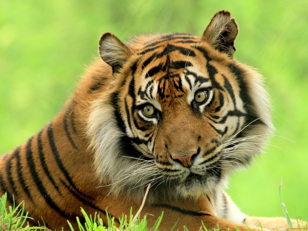 Обои тигр, морда, взгляд, хищник, дикая кошка, красавец, tiger, face, look, predator, wild cat, handsome разрешение 2048x1482 Загрузить
