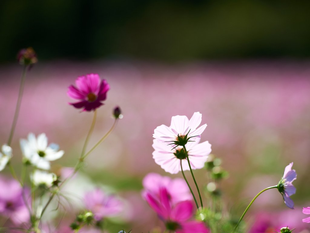 Обои цветы, поле, розовые, белые, космея, flowers, field, pink, white, kosmeya разрешение 1920x1200 Загрузить