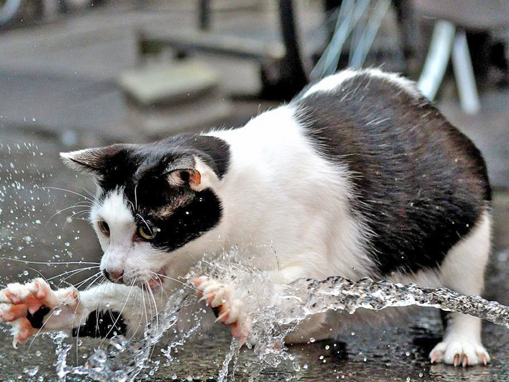 Обои вода, кот, кошка, water, cat разрешение 1920x1280 Загрузить