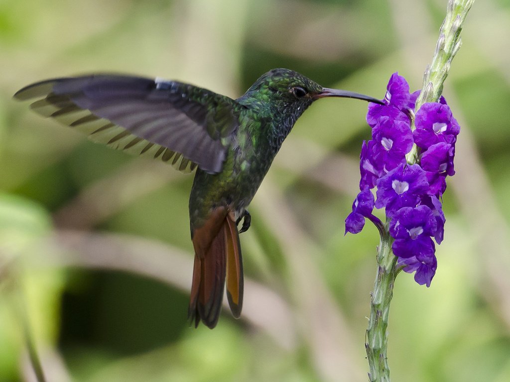 Обои птица, колибри, колибри-манго, bird, hummingbird, hummingbird-mango разрешение 1920x1200 Загрузить
