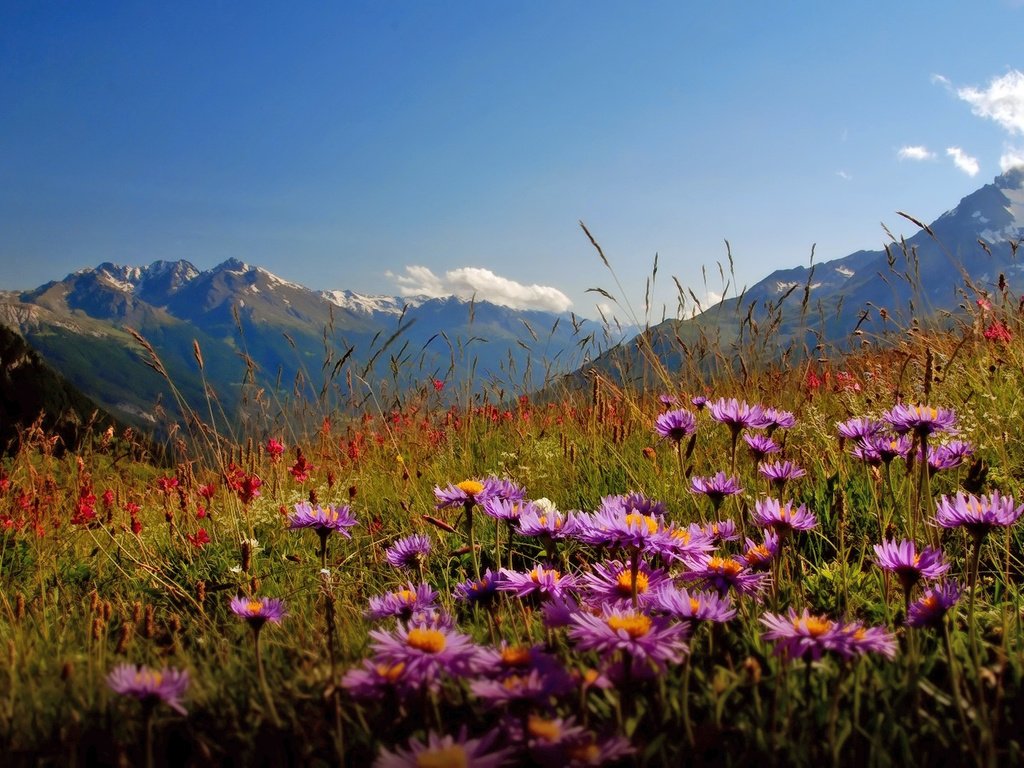 Обои цветы, горы, долина, flowers, mountains, valley разрешение 1920x1080 Загрузить