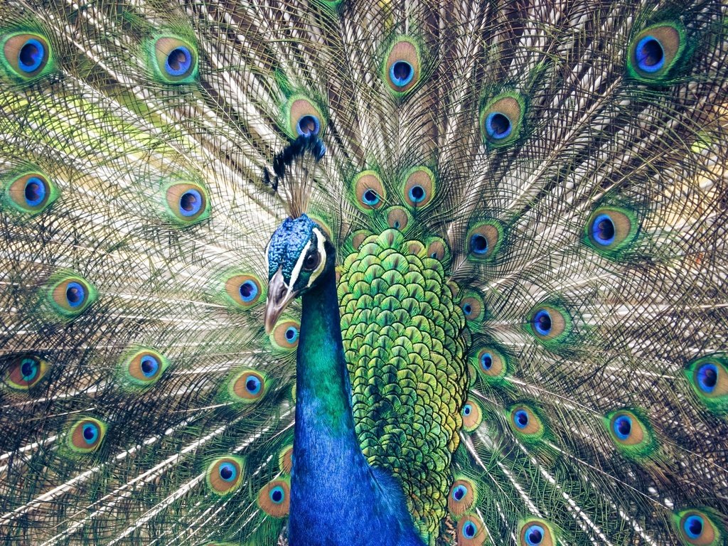 Обои птицы, павлин, перья, хвост, birds, peacock, feathers, tail разрешение 2048x1365 Загрузить