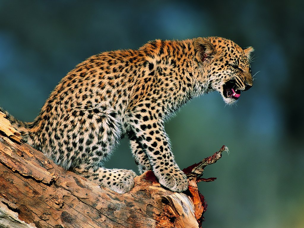Обои котенок, леопард, детеныш, недовольство, возмущение, kitty, leopard, cub, dissatisfaction, outrage разрешение 1920x1200 Загрузить