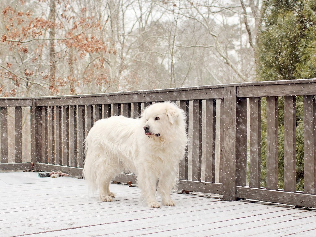 Обои снег, собака, белая, snow, dog, white разрешение 2048x1321 Загрузить