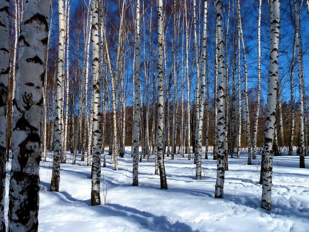 Обои деревья, снег, пейзаж, березы, роща, trees, snow, landscape, birch, grove разрешение 1920x1200 Загрузить