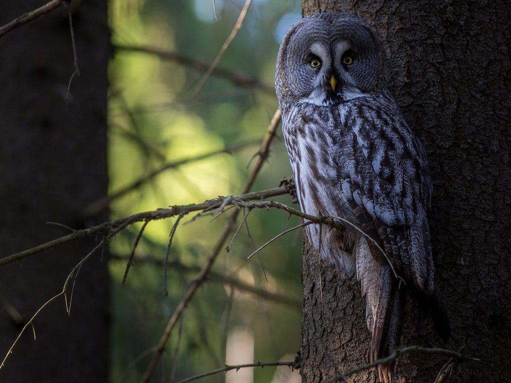 Обои сова, дерево, лес, птица, неясыть,   сова, owl, tree, forest, bird разрешение 2048x1337 Загрузить