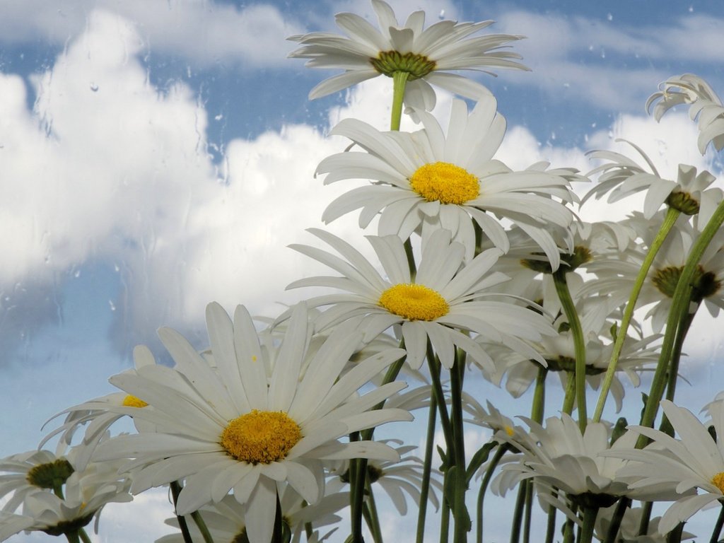 Обои небо, цветы, облака, ромашки, белые, the sky, flowers, clouds, chamomile, white разрешение 1920x1080 Загрузить