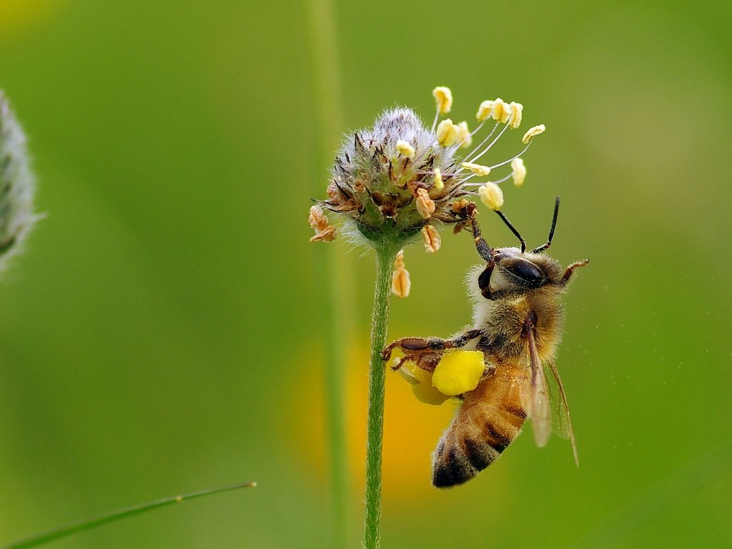 Обои макро, насекомое, цветок, пчела, мед, нектар, ziva & amir, macro, insect, flower, bee, honey, nectar разрешение 1920x1410 Загрузить