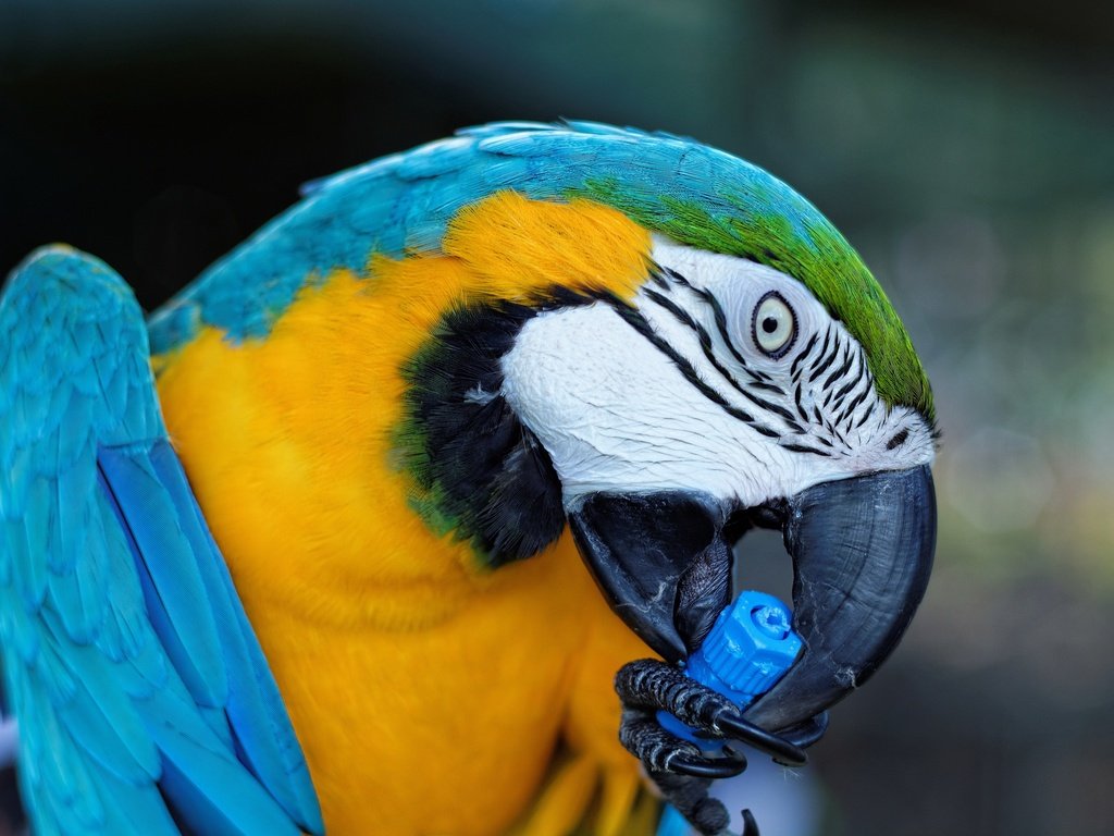 Обои птица, клюв, попугай, ара, сине-желтый, bird, beak, parrot, ara, blue-yellow разрешение 2880x2004 Загрузить