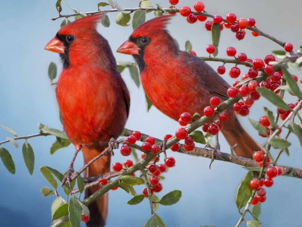 Обои ветки, птицы, парочка, ягоды, красный кардинал, кардиналы, branches, birds, a couple, berries, red cardinal, the cardinals разрешение 1920x1200 Загрузить