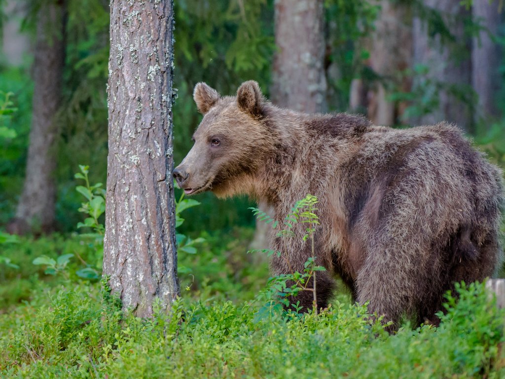 Обои лес, медведь, хищник, forest, bear, predator разрешение 2767x1842 Загрузить