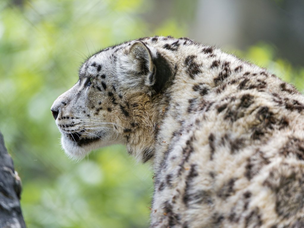 Обои кошка, снежный барс, ирбис, ©tambako the jaguar, cat, snow leopard, irbis разрешение 2048x1363 Загрузить