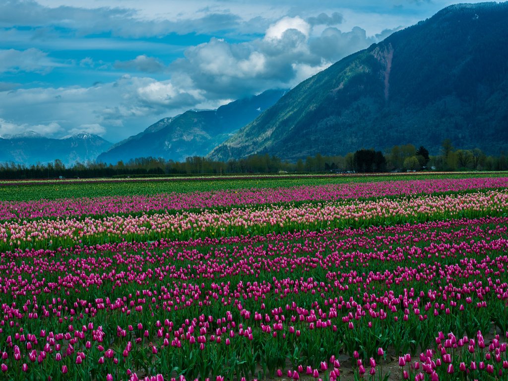 Обои небо, цветы, облака, горы, снег, природа, пейзаж, тюльпаны, the sky, flowers, clouds, mountains, snow, nature, landscape, tulips разрешение 2048x1367 Загрузить