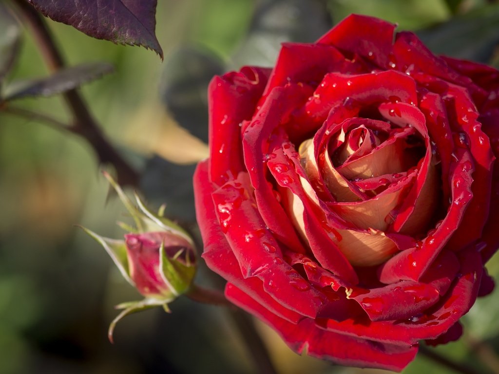 Обои макро, цветок, капли, роза, лепестки, бутон, macro, flower, drops, rose, petals, bud разрешение 2400x1418 Загрузить