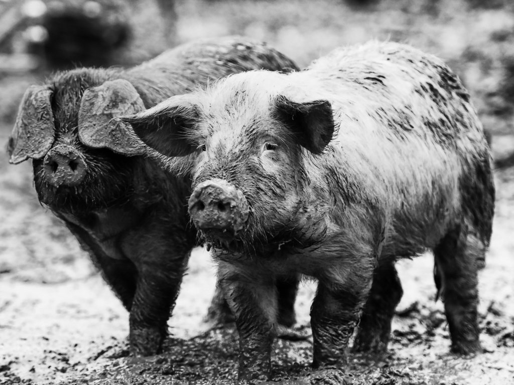 Обои грязь, фон, свиньи, поросята, dirt, background, pigs разрешение 1920x1200 Загрузить