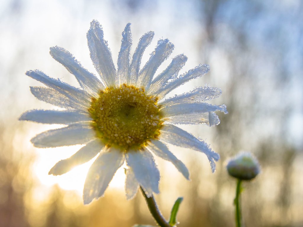 Обои макро, цветок, ромашка, macro, flower, daisy разрешение 1920x1280 Загрузить