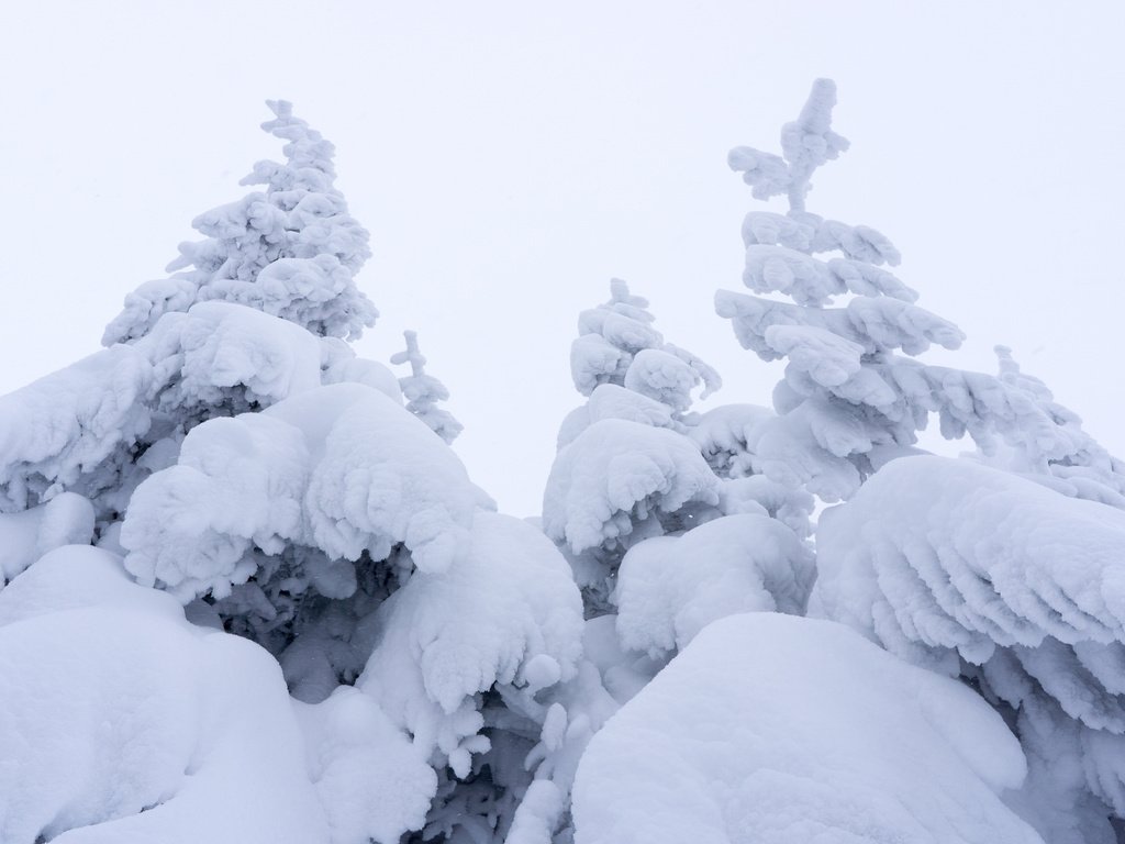 Обои небо, снег, природа, зима, фон, ель, the sky, snow, nature, winter, background, spruce разрешение 2048x1365 Загрузить